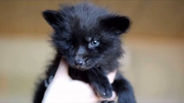 Спасатели достали из колодца щенят, но когда ветеринар осмотрел их, то тут же бросились бежать проч смотреть онлайн