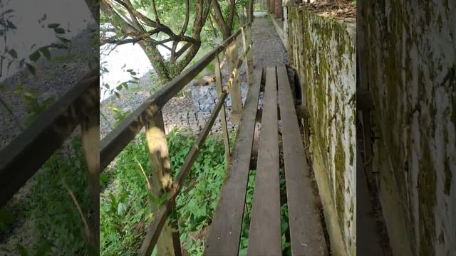 таксы на Москва- реке. Звенигород.Кп Благодать. смотреть онлайн