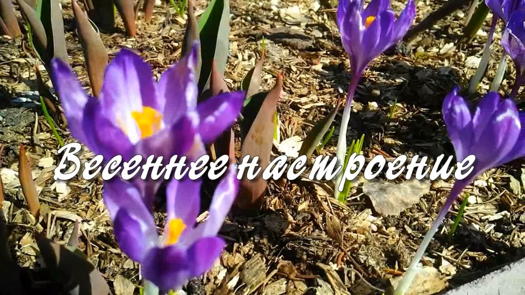 Весеннее настроение. Дачные картинки 2023 смотреть онлайн