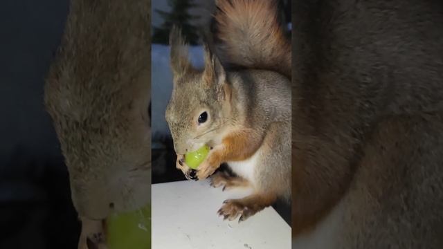 Животные в Разрешении 8K