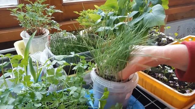 Стрижка ЛУКА- ПОРЕЯ перед высадкой в грунт смотреть онлайн