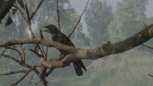 Грачи в поле. Голос грача.