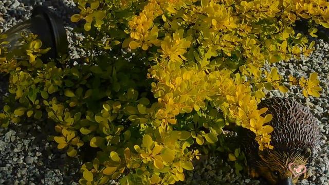 НЕЖНОСТЬ ВЕСНЫ...Весенняя свежесть и Прекрасная музыка души... смотреть онлайн