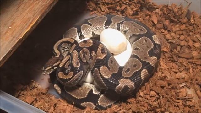 Ball Python Eggs Laid - Clutch #7 2017 - Pastel Enchi Het Pied x Het Pied #1 смотреть онлайн