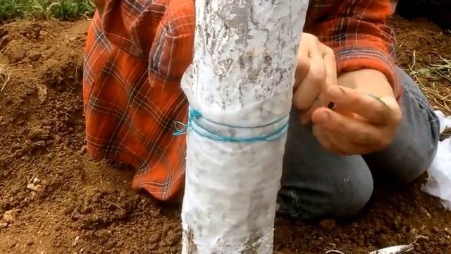 БОРЬБА С МУРАВЬЯМИ| Органическое земледелие смотреть онлайн