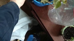 Укоренение черенков плодово-ягодных деревьев, с результатом . Корнесобственные плодовые деревья