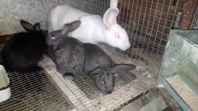 Убрала 20 кроликов / ждём окрол/не смогла убрать кролиху и др . смотреть онлайн