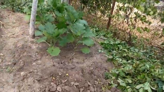 Терпение и труд все перетрут🌾. |День 59 смотреть онлайн