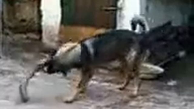 Собака в ярости смотреть онлайн