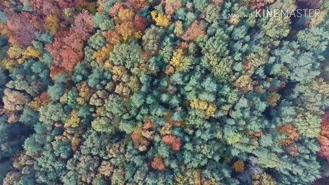 Осенний лес смотреть онлайн