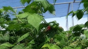 Малина Нижегородец. В этом году появились и минусы