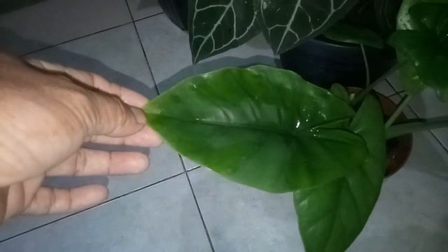 ALOCASIA DRAGON HIJAU SUMATRA смотреть онлайн