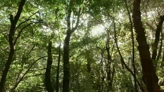 ?Relaxing Music, Лечебная музыка, Музыка от всех болезней #relaxingmusic