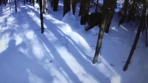 Охота на кабана. Кабан напал на человека.