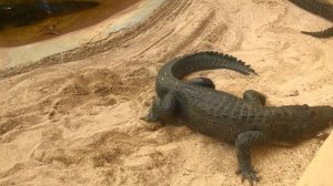 Детям о крокодилах. СКОЛЬКО ЗУБОВ У КРОКОДИЛА? Шоу крокодилов во Флориде.