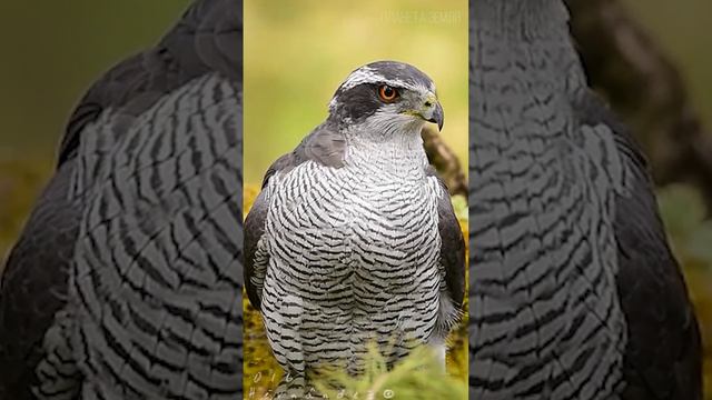 Ястребы: Небесные охотники 😉 #птицы #животные #ястреб смотреть онлайн