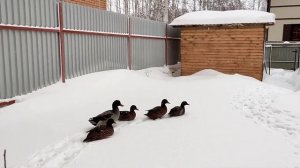 Быт и зимовка подсадных уток в Сибири