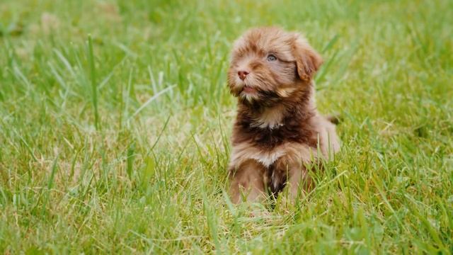 GOOD MORNING MUSIC ➤ 528 Hz Positive Energy ➤ Therapy Music - Start Your Day With Positivity смотреть онлайн