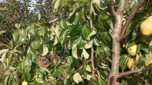 Груша Санта Мария.