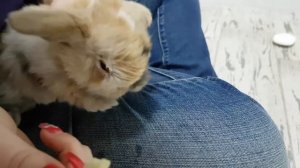 СПАСАЕМ КРОЛИКА. Что будет если у крольчонка не открылись глазки. Первая реакция на мир