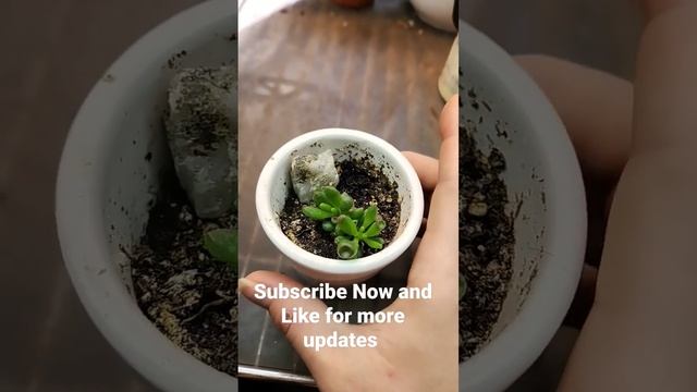 Crassula Gollum Leaf cutting Series #1 - New Growth Started update 32 смотреть онлайн
