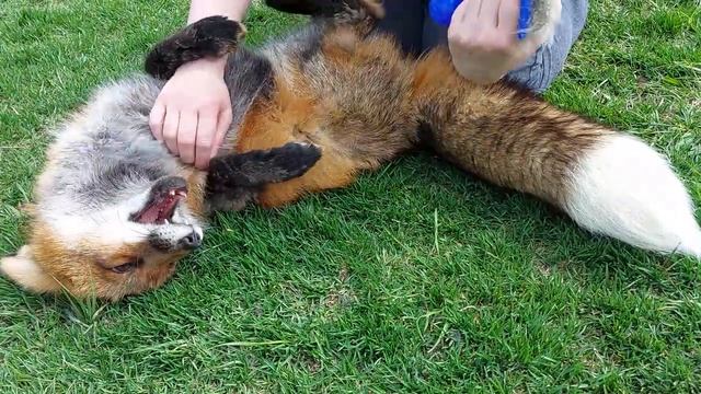 Вычесываем лиса Яшу смотреть онлайн