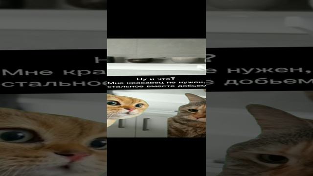 Разговор мамы и дочки. #юмор #смешныеистории #смешныекотики смотреть онлайн