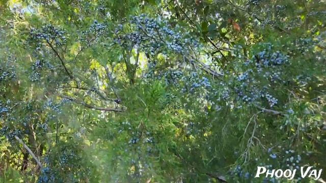 Eastern Red Cedar (Juniperus Virginiana) смотреть онлайн