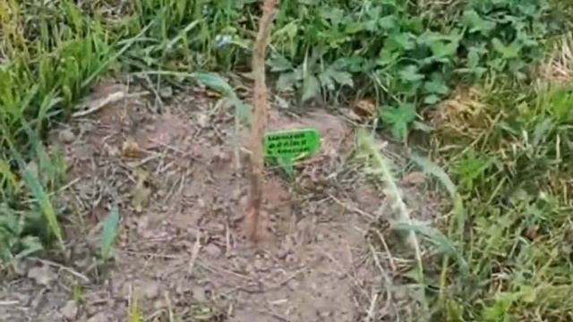 Парники. Огурцы. Цветы. смотреть онлайн