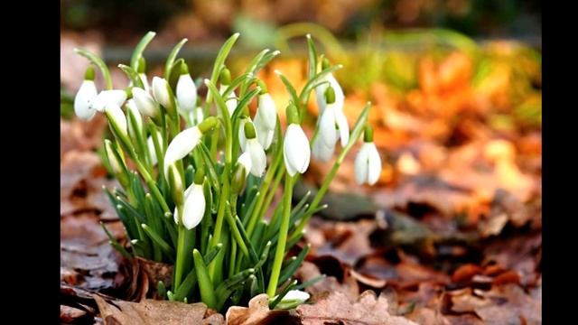 Первый день весны и первые подснежники в этом году. Почему подснежник называется подснежником! смотреть онлайн