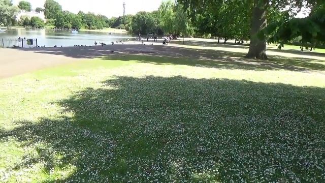 Birds in Regent Park. 12 Jun 2014. смотреть онлайн