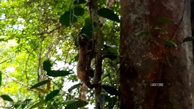 born to be wild : releasing indonesia slow loris back into the wild смотреть онлайн
