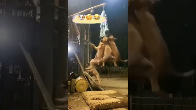 #meme #memes смотреть онлайн