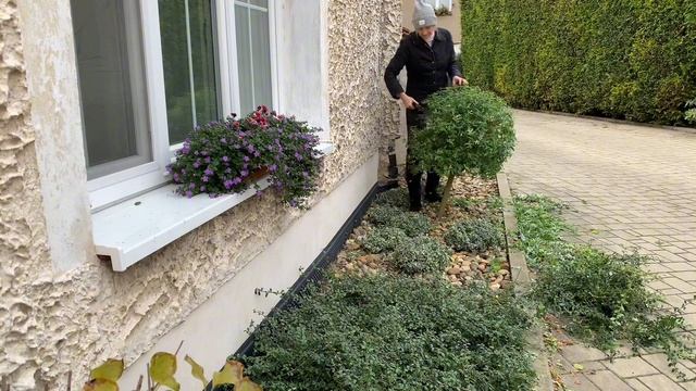 Клумба 5 метров, а разговоров как будто поле картошки выкопала?#садогород #отдых #такаяжизнь смотреть онлайн