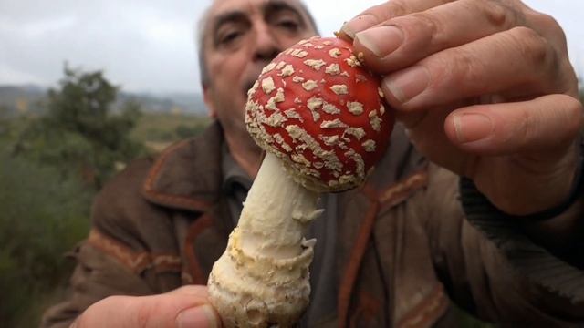Amanita muscaria - Matamoscas | Setas alucinógenas смотреть онлайн