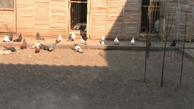 Первый день голубята на улице ... смотреть онлайн