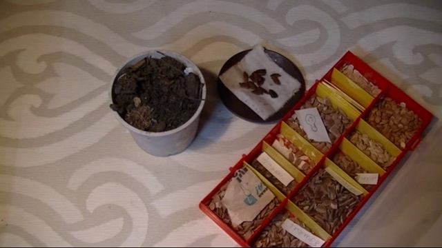 Лагенария. Как посадить лагенарию. смотреть онлайн