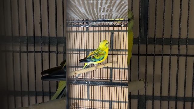 Красноспинный певчий попугай - red-backed song parrot смотреть онлайн