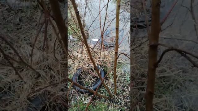 саженцы Робинии клейкой (розовой акации) на продажу. смотреть онлайн