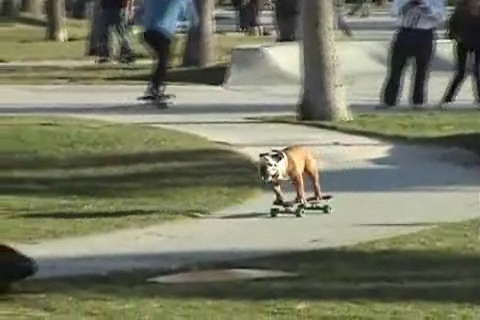 Собака рулит смотреть онлайн