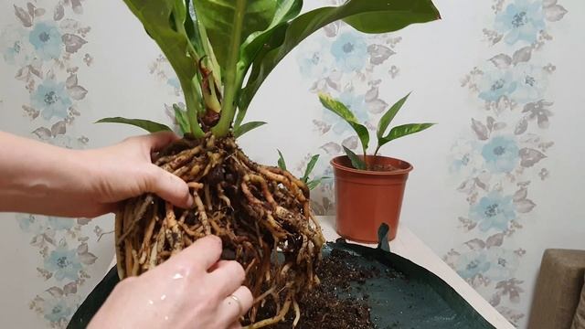 Антуриум пересадка,деление, размножение,Anthurium Variegata,состав грунта. смотреть онлайн