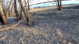 Ловля голавля. Рыбалка на донки на куриную печень с эластичным бинтом. Голавль на печень #2