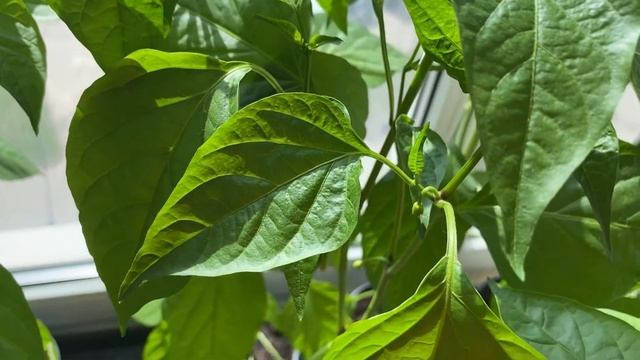 Белые точки на перце. Что это и стоит ли паниковать? смотреть онлайн