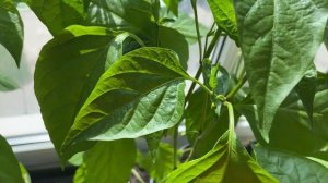 Белые точки на перце. Что это и стоит ли паниковать?