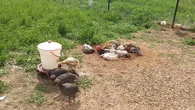 Экоферма СытникЪ куры и цесарки на прогулке смотреть онлайн