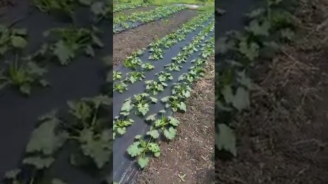 Кабачки "Арал"первые плоды. смотреть онлайн