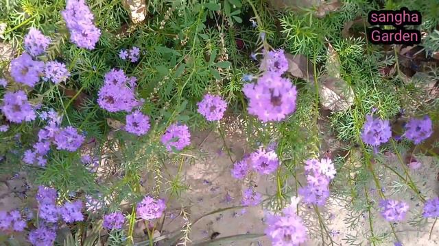 verben plant!!care And tips смотреть онлайн
