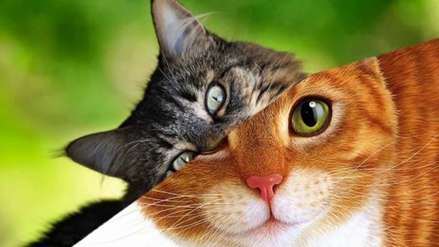 Вреден ли кошкам сухой корм смотреть онлайн