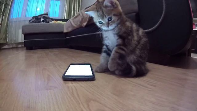 Котик первый раз играет в игрушку на телефоне. смотреть онлайн