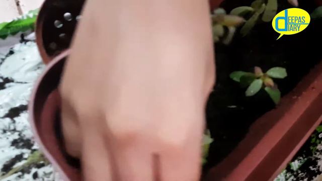 Making Of Window Garden In Bahrain | DIY Window Garden In Bahrain | Bahrain Garden | Deepas Diary смотреть онлайн